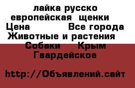 лайка русско-европейская (щенки) › Цена ­ 5 000 - Все города Животные и растения » Собаки   . Крым,Гвардейское